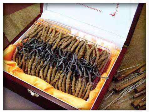 岳阳楼冬虫夏草回收